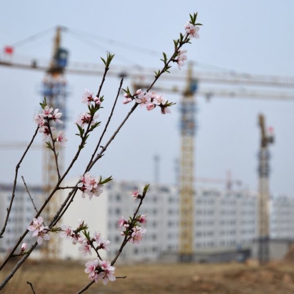 Positive plant growth on a construction site