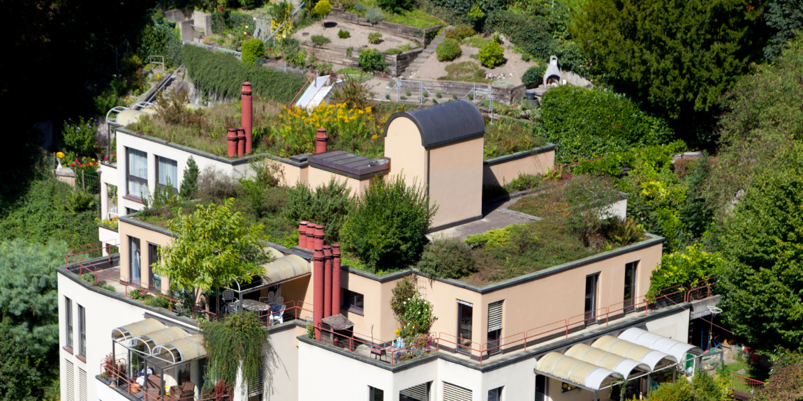 Green Roofs: A Sustainable Oasis on Your Rooftop